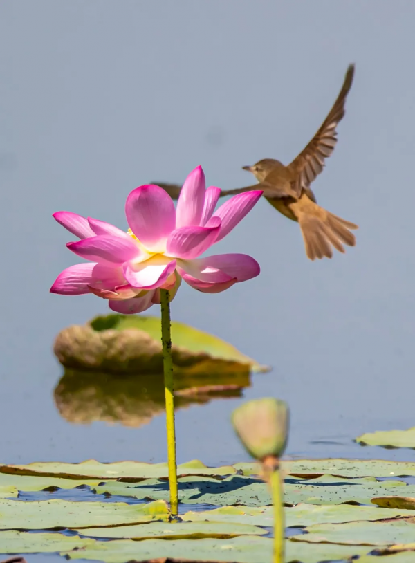 山西鳥類圖鑑 | 大葦鶯