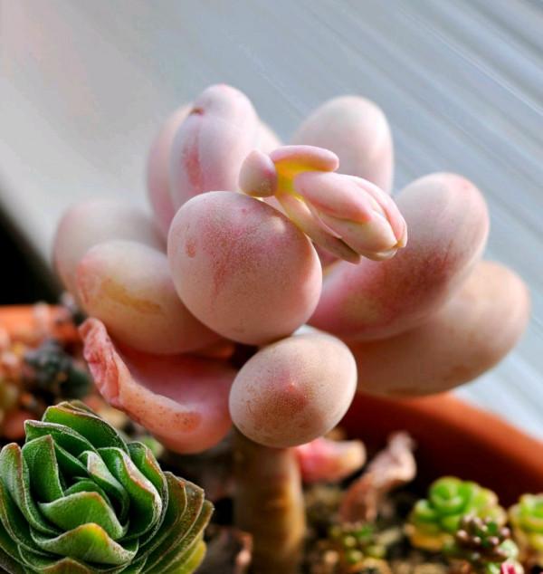 喜歡粉色胖美人,就養這6種,個個都可以驚豔到你 喜歡粉色胖美人,就養這6種,個個都可以驚豔到你