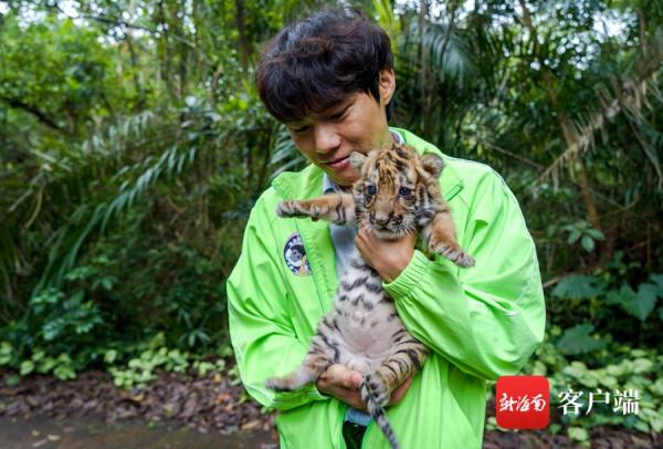 被可愛到了！海南“萌虎”出動鬧元宵