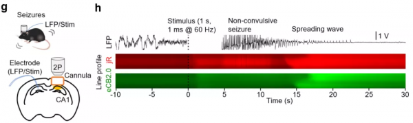 點亮大腦需幾步?北大李毓龍團隊持續突破探針開發 點亮大腦需幾步?北大李毓龍團隊持續突破探針開發