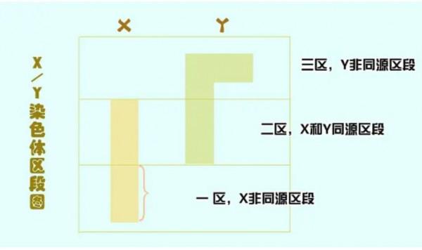 以摩爾根果蠅雜交實驗為主題的研究性學習
