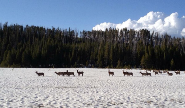 零下40℃!東北虎在冬天如何生存,“白災”為何會讓東北虎受災? 零下40℃!東北虎在冬天如何生存,“白災”為何會讓東北虎受災?