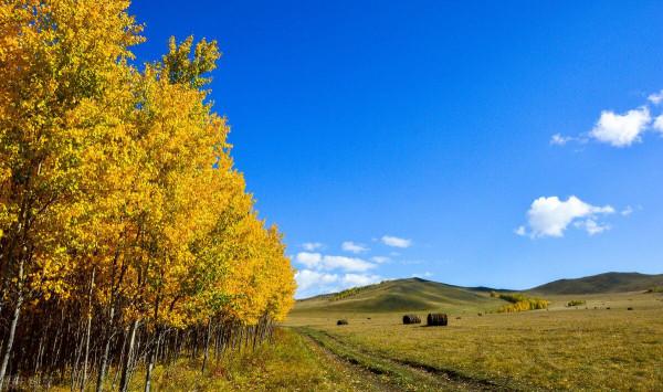 這樣的秋天你見過嗎？