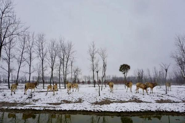 雪後的大豐麋鹿保護區