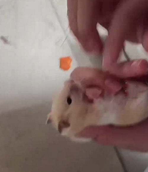 遠看倉鼠嘴巴有些不對,湊近後被逗樂了:小傢伙也太可愛了吧? 遠看倉鼠嘴巴有些不對,湊近後被逗樂了:小傢伙也太可愛了吧?