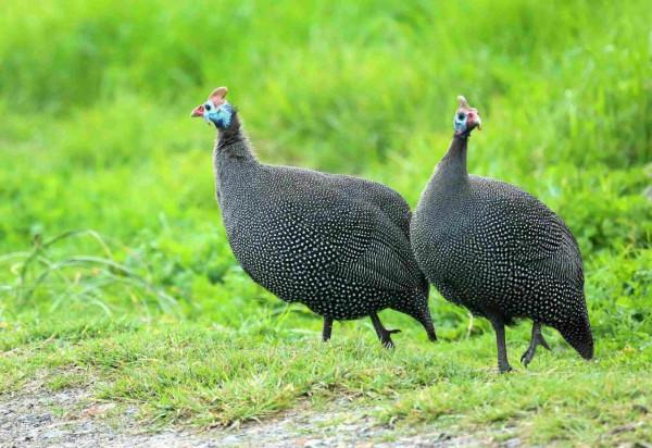 大吉大利天天吃雞,中華名雞知多少?有你家鄉的雞嗎 大吉大利天天吃雞,中華名雞知多少?有你家鄉的雞嗎