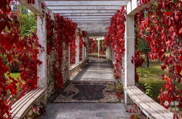 平朔公園的爬山虎