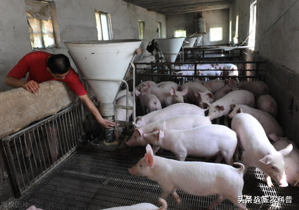 養豬人賣一斤肉虧2塊，一頭豬虧500元！羊價魚價集體走跌，啥情況