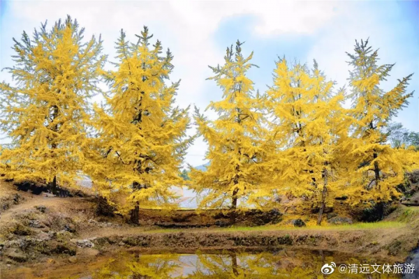 《廣東銀杏·不完全打卡地圖》，去過才算真正過完了秋天