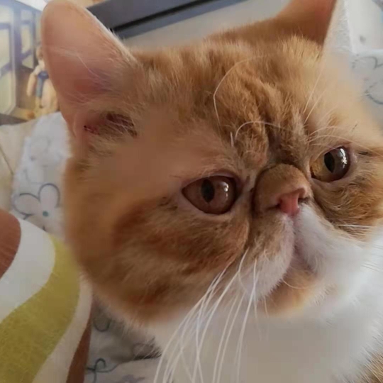 還剩一條命的貓 還剩一條命的貓