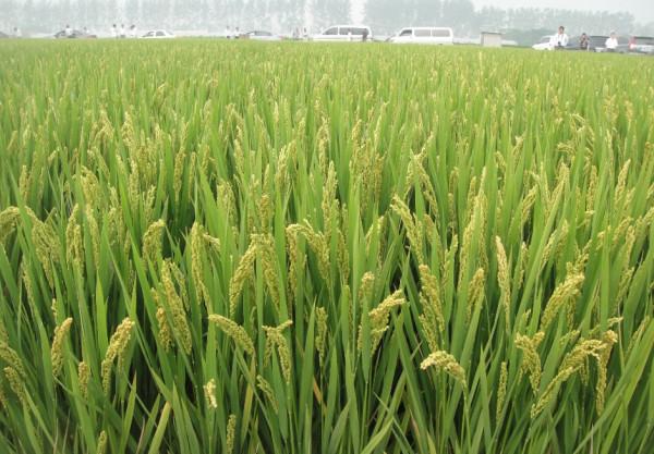 優質高產粳稻南粳9108,超級稻的產量,食味品質極佳,有香味 優質高產粳稻南粳9108,超級稻的產量,食味品質極佳,有香味