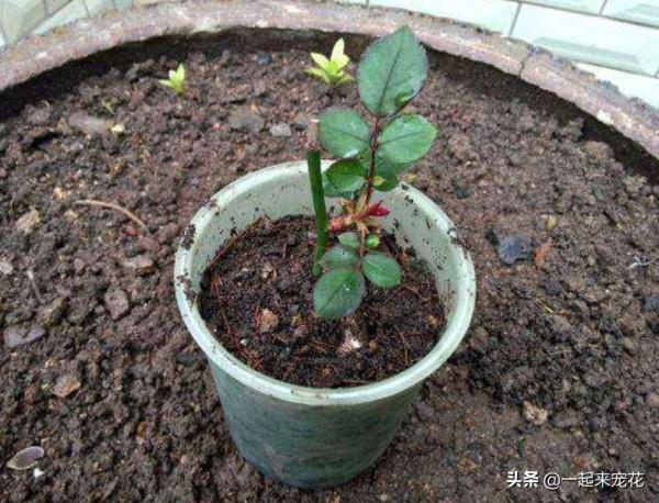 4種花別再花錢買，給鄰居討個枝插土裡，20天就能長出大白根