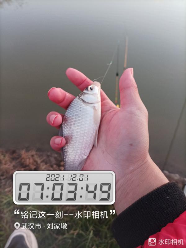 5米寬的河溝頻率逐漸加快，魚口竟然如此暴躁