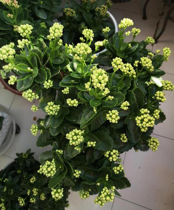 大盆養大花，一株一世界