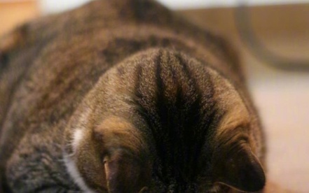 動物的迷之可愛習性，企鵝認人做&OpenCurlyDoubleQuote;大哥&rdquo;，小熊貓的威嚇認真的？