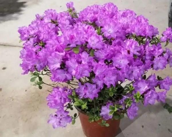 注意!花盆要是太深,養花要注意,很容易爛根 注意!花盆要是太深,養花要注意,很容易爛根