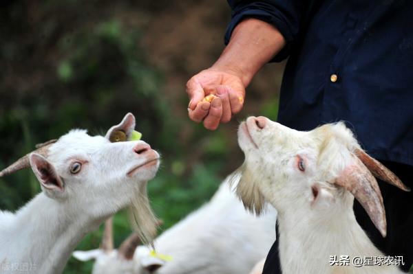 農村喊了多年的養殖業終於迎來發展契機，國家不再搞一刀切式禁養