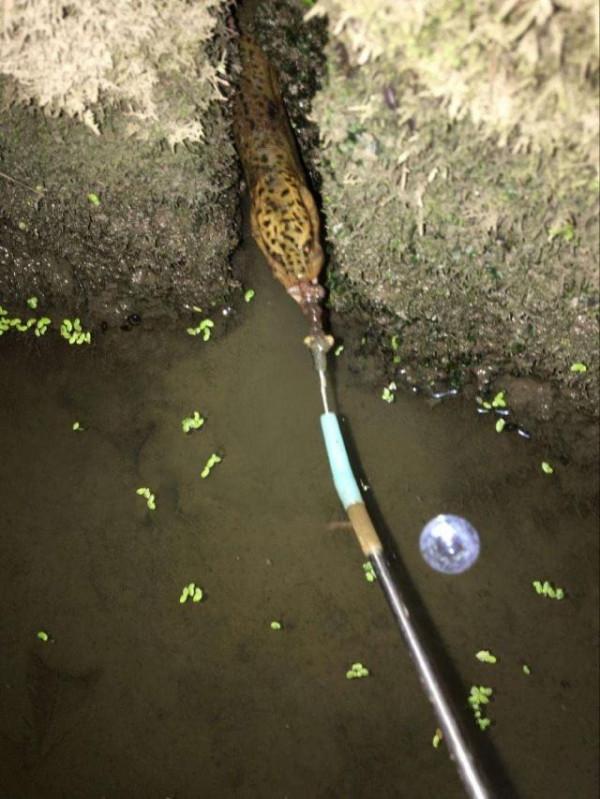 秋天別把黃鱔當魚看,偶爾換換口味,把釣黃鱔的技巧送給大家 秋天別把黃鱔當魚看,偶爾換換口味,把釣黃鱔的技巧送給大家