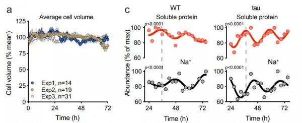 為何熬夜易猝死？Nature子刊揭示心臟細胞的晝夜節律會影響其功能