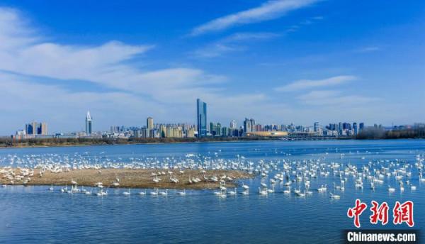 從“歇腳地”到“定居地”河南野生珍禽“朋友圈”為何漸增? 從“歇腳地”到“定居地”河南野生珍禽“朋友圈”為何漸增?