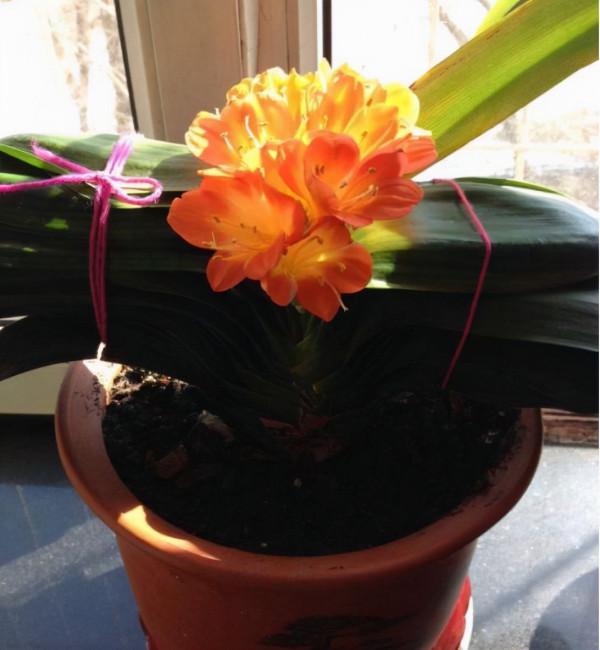 君子蘭、蟹爪蘭總是不開花，弄條魚養一養，花朵到處“亂竄”