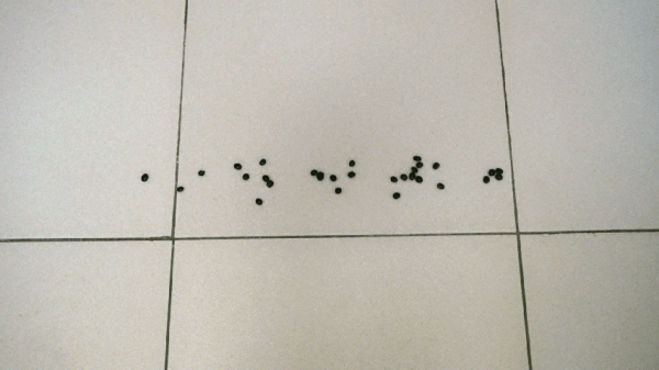 自動集塵掃地機哪家強,技術分析+實測對比告訴你答案 自動集塵掃地機哪家強,技術分析+實測對比告訴你答案