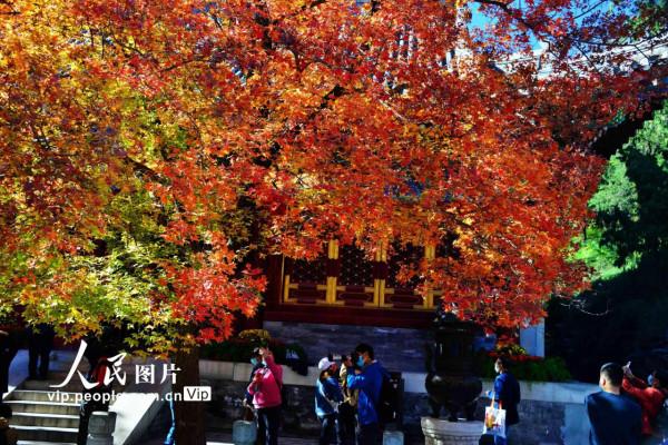 北京：香山賞紅葉