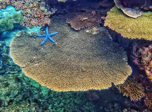 仙本那,與鯨鯊共舞,住水上木屋 仙本那,與鯨鯊共舞,住水上木屋
