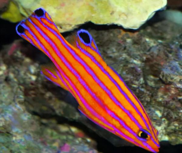 66張圖片帶你看看，那些有著驚豔“顏值”的動物