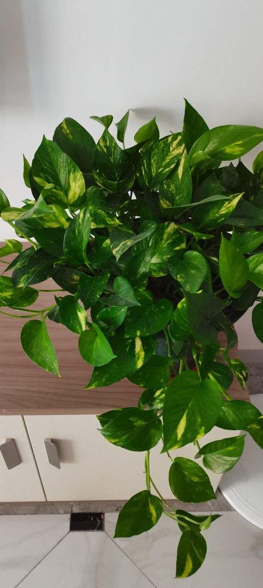 綠蘿總是不長個兒,學會3個要點,養成瀑布很簡單 綠蘿總是不長個兒,學會3個要點,養成瀑布很簡單