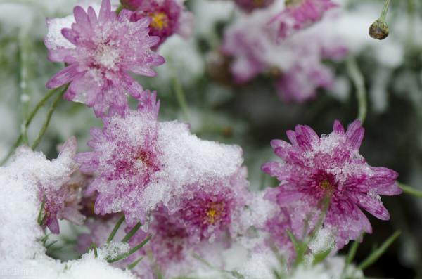 34種常見花草耐凍極限溫度，哪些該搬到室內養，一清二楚