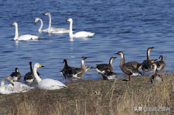 運城鹽湖美成“天鵝湖”