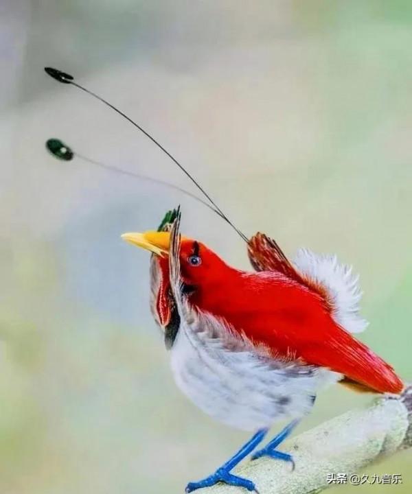 自然界最古靈精怪的精靈