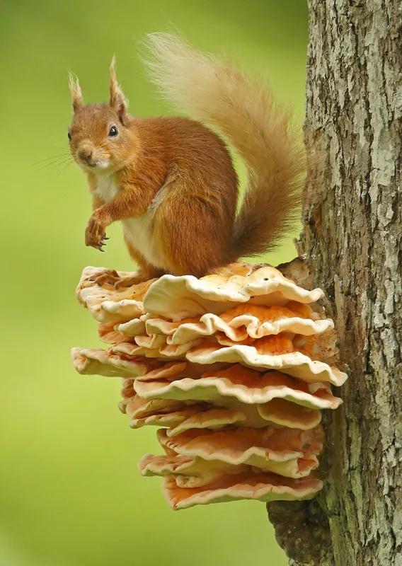 可愛的小松鼠 可愛的小松鼠