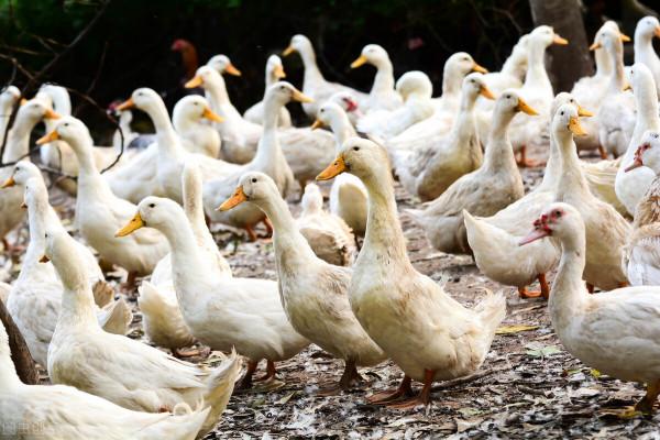 肉鴨報價丨2021.9.24日毛鴨和鴨苗價格 毛鴨價格和 苗價穩定