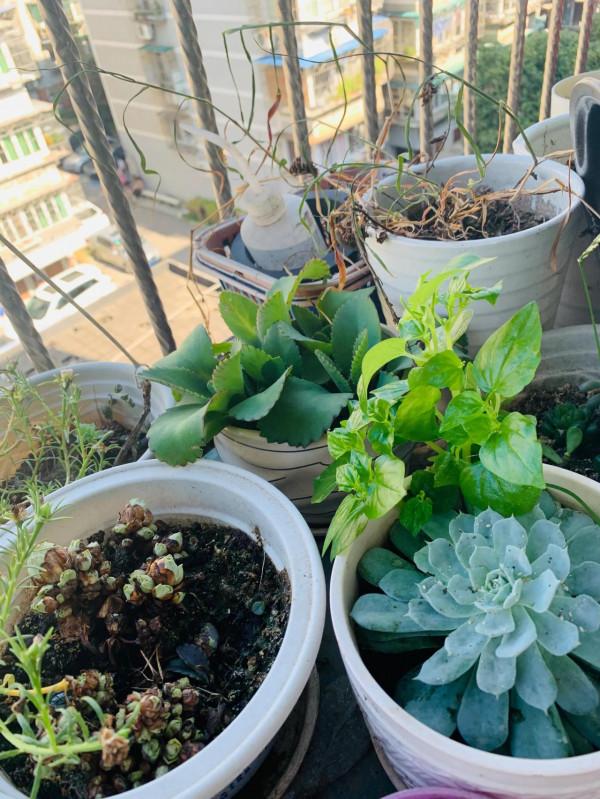 小植物生機勃勃