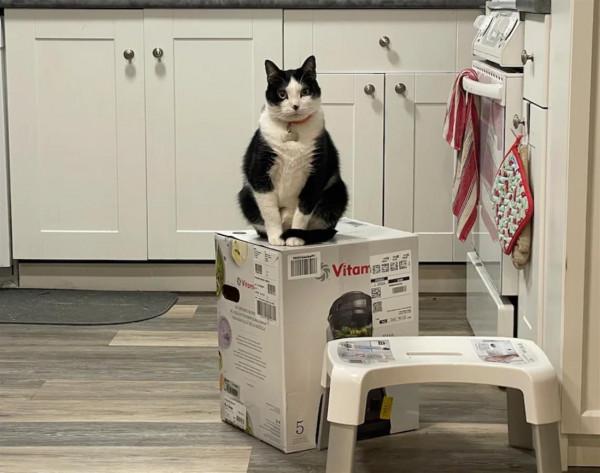 一個盒子引發的“戰爭”！三隻貓輪流搶佔盒子“站崗”，已經對峙三週……