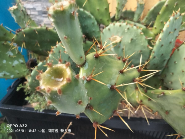 家裡光不好,別養這8種花,根本不開花 家裡光不好,別養這8種花,根本不開花