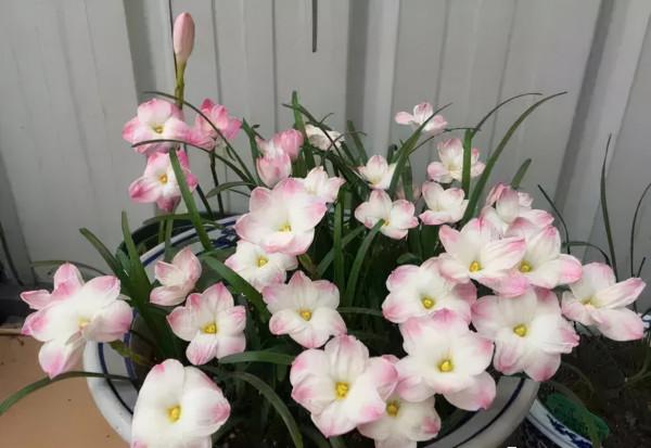 這4種花超愛“雨水”,下雨就搬出去,淋幾次就爆盆,越淋越旺 這4種花超愛“雨水”,下雨就搬出去,淋幾次就爆盆,越淋越旺