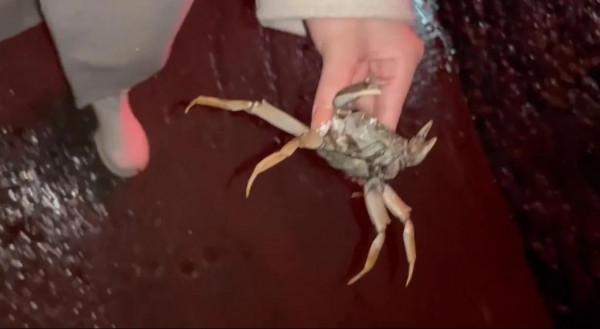 帶偶遇的螃蟹去ktv唱歌