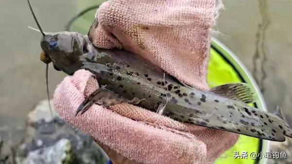 國內釣到這些“牢底坐穿魚”，務必放生，每年都有人誤釣它們被抓