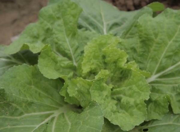 種白菜,青蟲為啥難防治?原因有2點,農戶以後要注意了 種白菜,青蟲為啥難防治?原因有2點,農戶以後要注意了