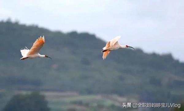 分享——35種罕見的鳥類