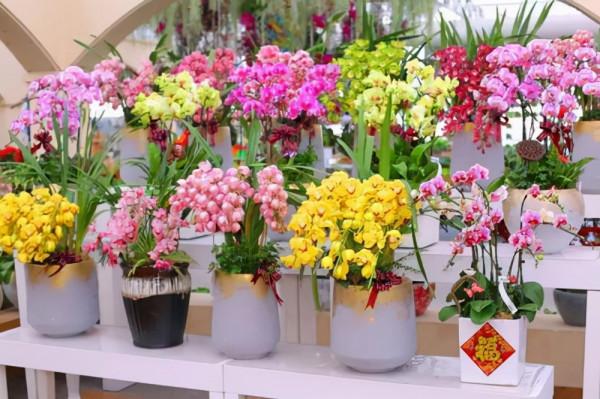 這9種花卉適應性強，各種抗性較高，適合在室內的環境中栽培