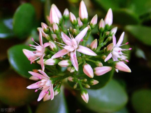 想讓玉樹開“瓊花”,秋天就要努力了,錯過時機要等一年 想讓玉樹開“瓊花”,秋天就要努力了,錯過時機要等一年