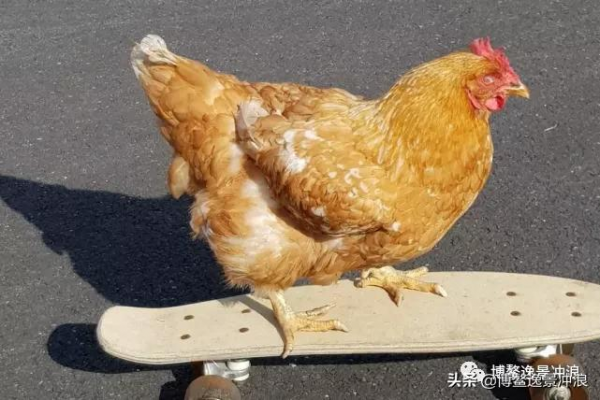 在澳洲，連雞都開始衝浪了