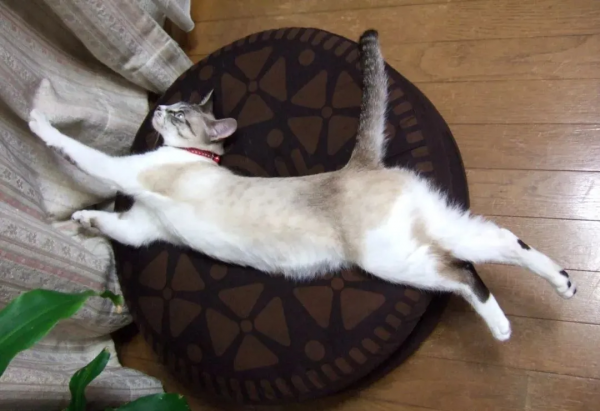 “下輩子,我再也不養暹羅貓了!” “下輩子,我再也不養暹羅貓了!”