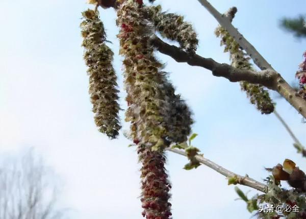18種常見的先花後葉植物集錦 18種常見的先花後葉植物集錦