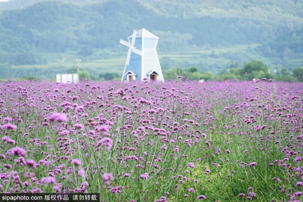 免費!這個浪漫如普羅旺斯的花海,就在咱北京! 免費!這個浪漫如普羅旺斯的花海,就在咱北京!