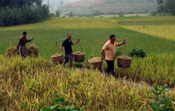 農村生產隊時期大鍋飯及其引申 農村生產隊時期大鍋飯及其引申